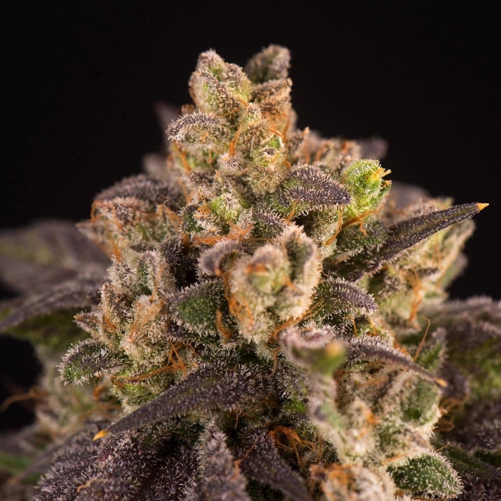 Jetzt ansehen Amnesia Haze Auto