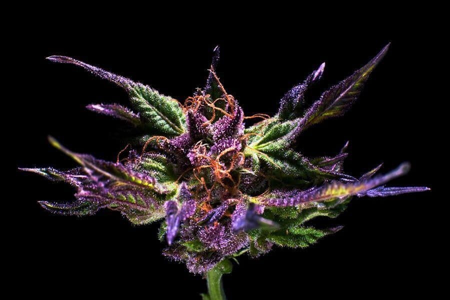 Jetzt ansehen Granddaddy Purple