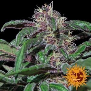 Jetzt ansehen Ayahuasca Purple