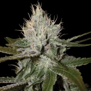 Jetzt ansehen Cannalope Haze - DNA Genetics - 5 Samen