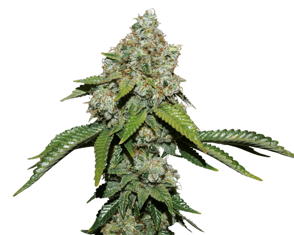 Jetzt ansehen Northern Light Auto