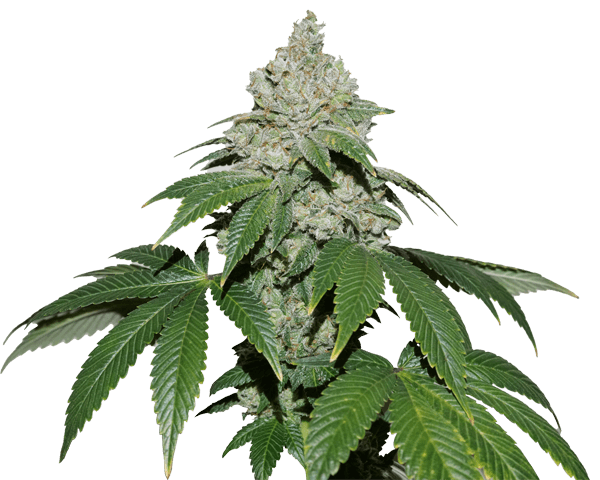 Jetzt ansehen Gorilla Glue Auto