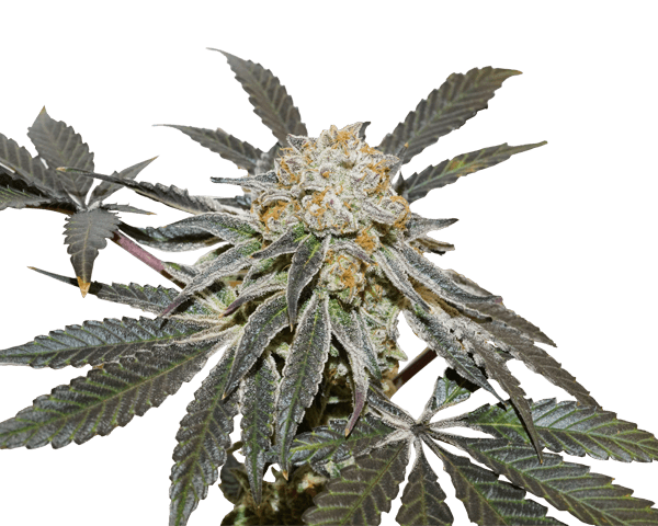 Jetzt ansehen Gelato x Purple Punch