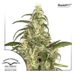 Jetzt ansehen Skunk #11