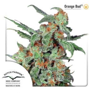 Jetzt ansehen Orange Bud