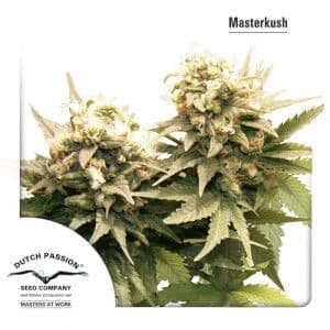 Jetzt ansehen Masterkush