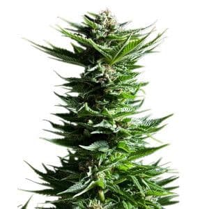 Jetzt ansehen Shining Silver Haze