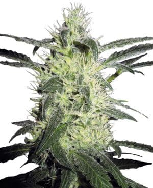 Jetzt ansehen Silver Haze