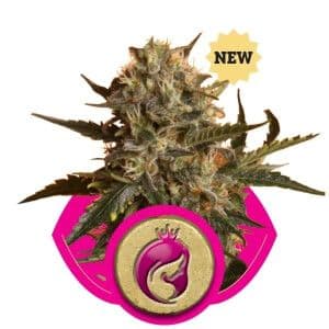Jetzt ansehen Mother Gorilla (aka Royal Madre)