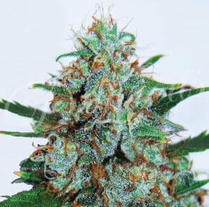 Jetzt ansehen Critical Neville’s Haze Auto