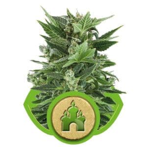 Jetzt ansehen Royal Kush Auto