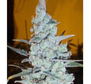 Jetzt ansehen Critical x Jack Herer Auto