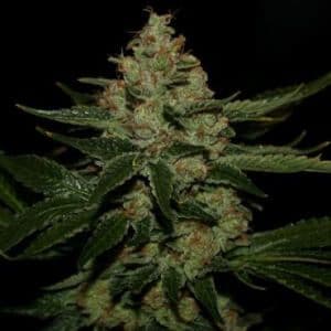 Jetzt ansehen Underdawg Kush