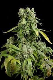 Jetzt ansehen Blue Cheese Auto
