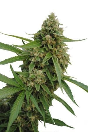 Jetzt ansehen CBD Bubba Kush