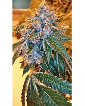 Jetzt ansehen Kosher Kush