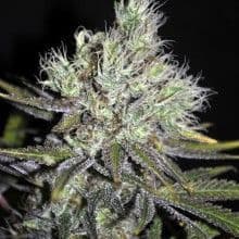 Jetzt ansehen CBD Sweet & Sour Widow