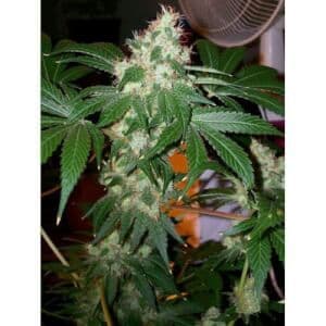 Jetzt ansehen Chem Valley Kush