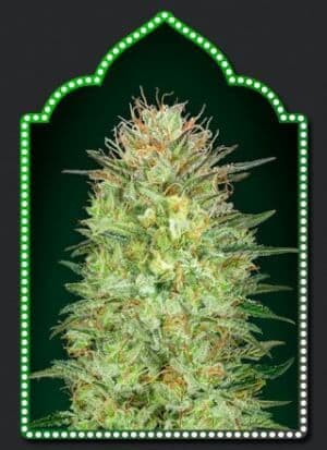 Jetzt ansehen Auto Sweet Critical