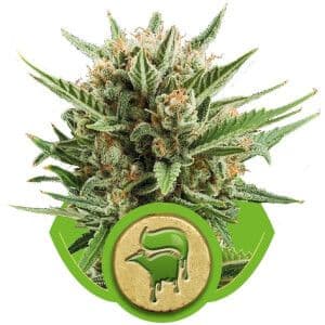 Jetzt ansehen Sweet Skunk Auto