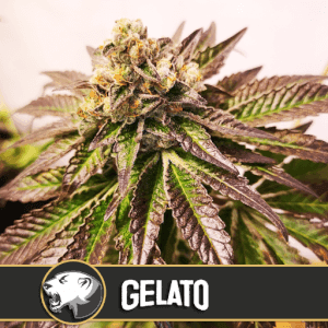 Jetzt ansehen Gelato