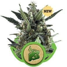 Jetzt ansehen Blue Cheese Auto