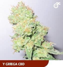 Jetzt ansehen Y Griega CBD