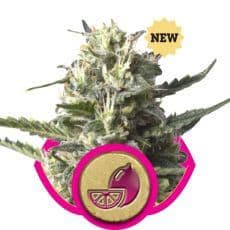 Jetzt ansehen Lemon Shining Silver Haze (Lemon Haze)