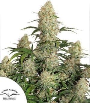 Jetzt ansehen Auto Critical Orange Punch