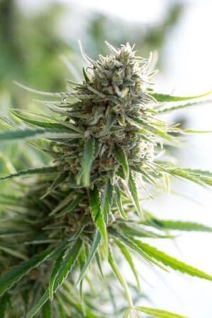 Jetzt ansehen Critical Mass CBD