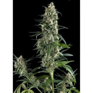 Jetzt ansehen Auto Amnesia Gold