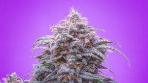 Jetzt ansehen Double Grape Auto