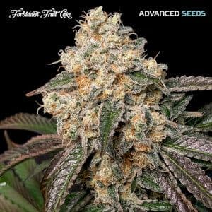 Jetzt ansehen Forbidden Fruit Cake - Advanced Seeds