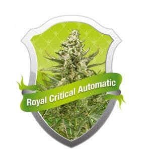 Jetzt ansehen Royal Critical Auto