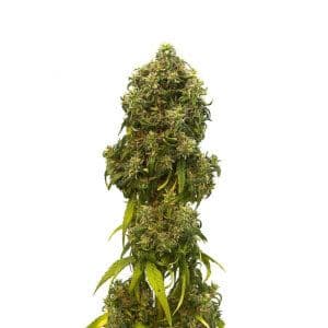 Jetzt ansehen Swiss Dream Auto CBD