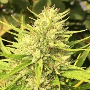 Jetzt ansehen Malawi x Panama - Regular