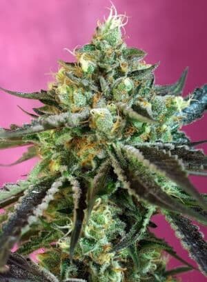 Jetzt ansehen Sweet Nurse Auto CBD