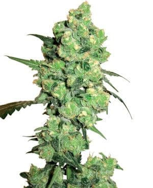 Jetzt ansehen Super Skunk- Regular