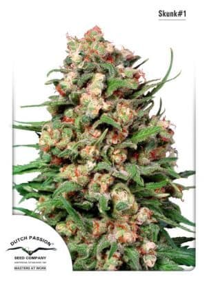 Jetzt ansehen Skunk #1 - Regular