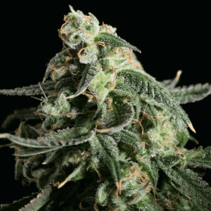 Jetzt ansehen Girl Scout Cookies - Blimburn