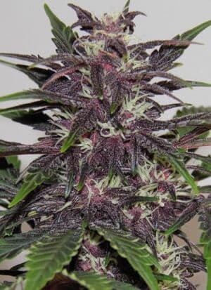 Jetzt ansehen Buddha Purple Kush Auto