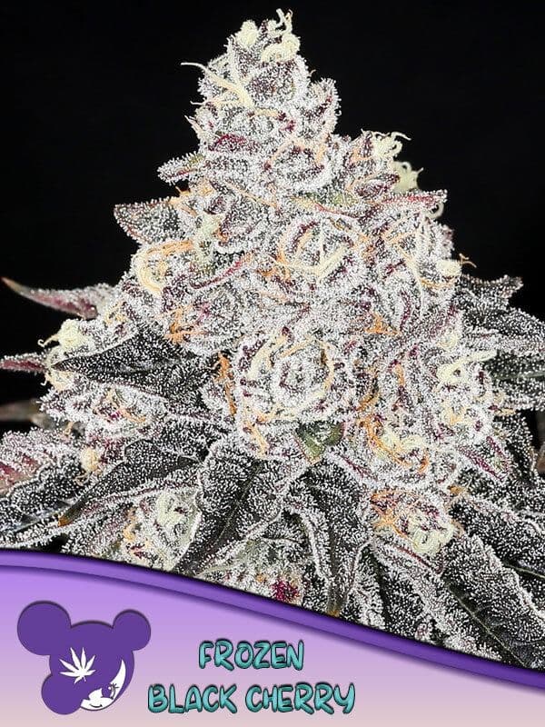 Jetzt ansehen Frozen Black Cherry - Anesia - 3 Samen