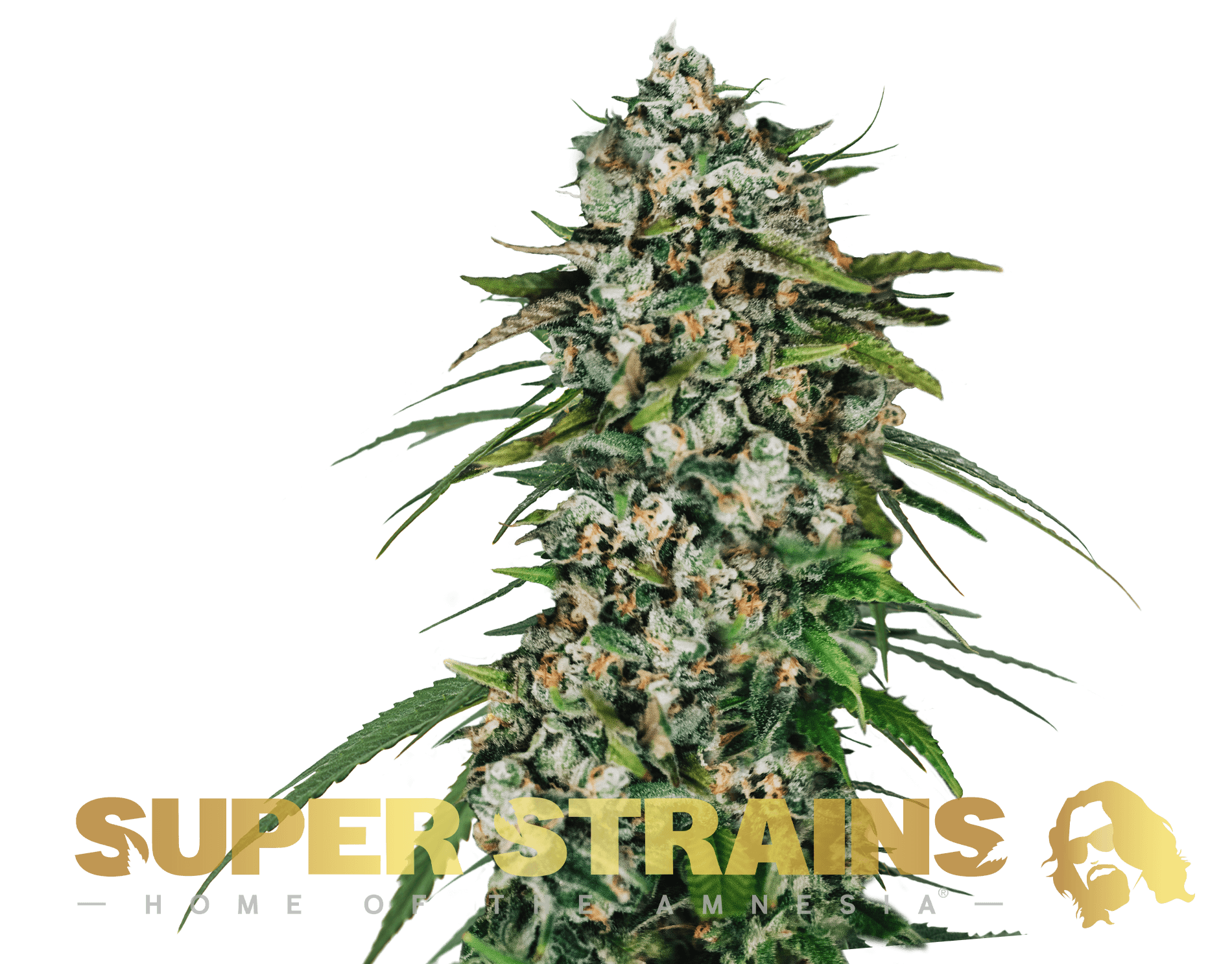 Jetzt ansehen Saga CBD