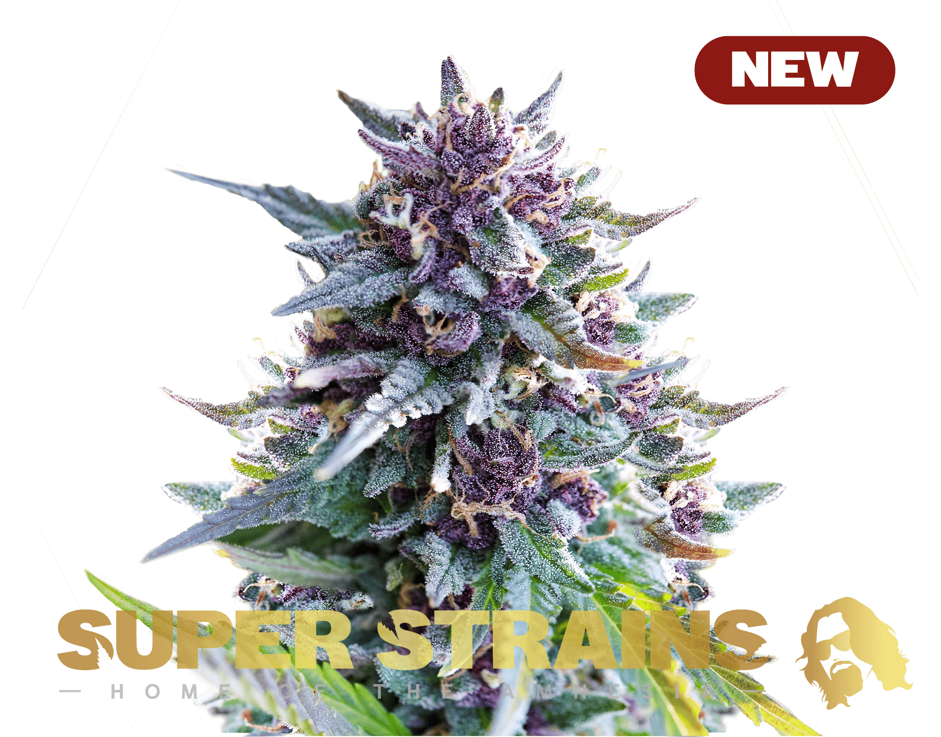 Jetzt ansehen Purple Punch