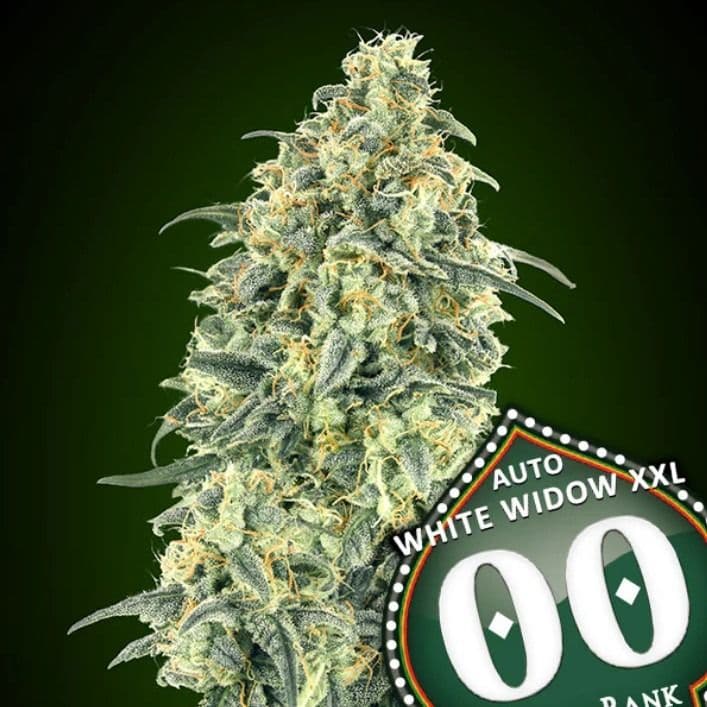 Jetzt ansehen White Widow XXL Auto