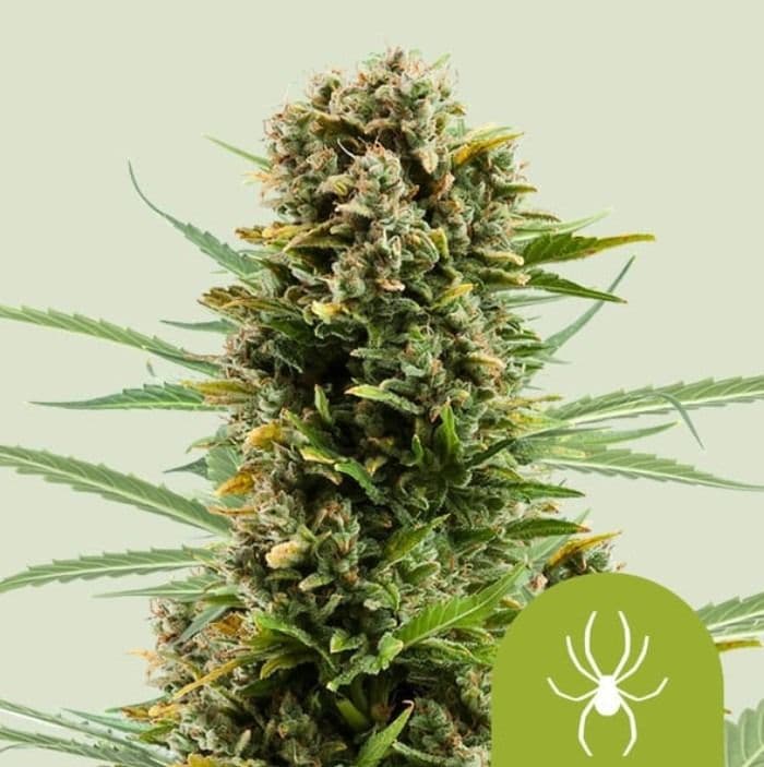 Jetzt ansehen White Widow