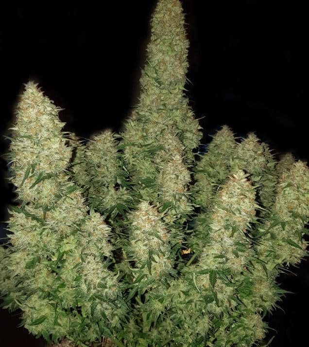 Jetzt ansehen Northern Light Auto