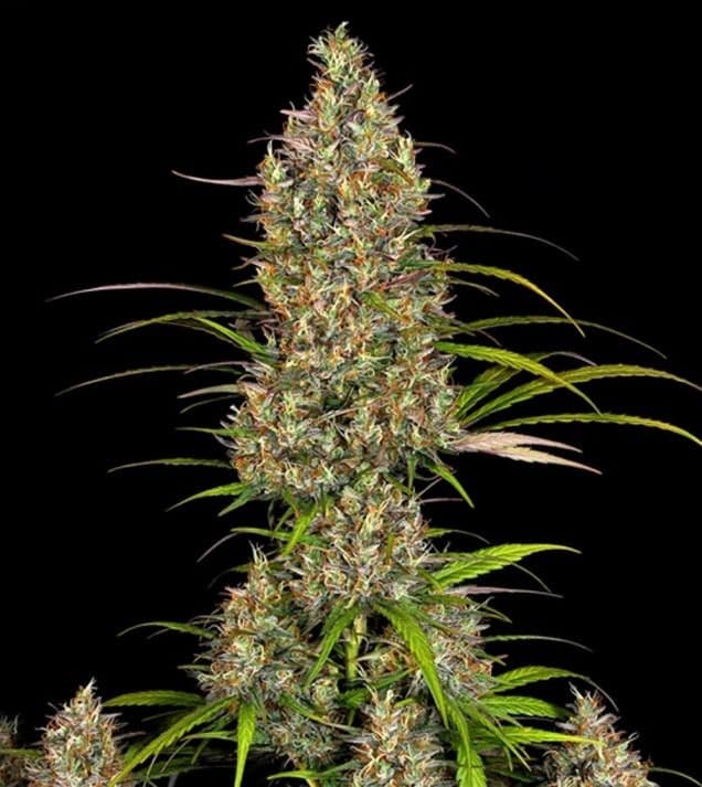 Jetzt ansehen Lemon Haze Auto