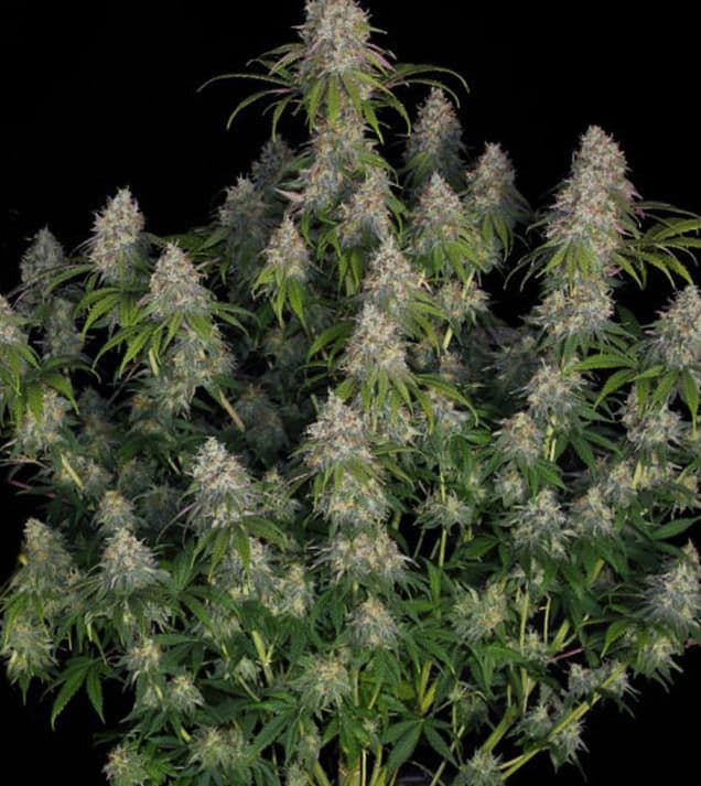 Jetzt ansehen Gorilla Glue Auto
