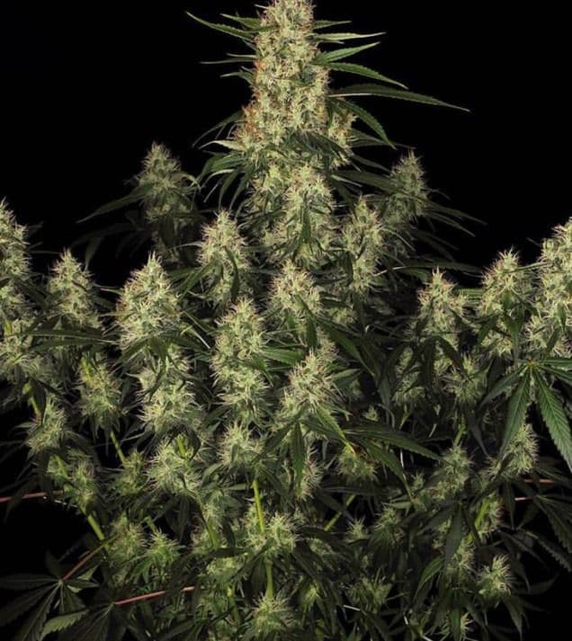 Jetzt ansehen Amnesia Haze Auto